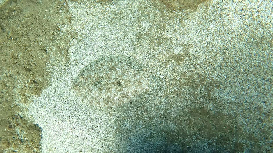 The image depicts a close-up underwater scene focusing on a sandy seabed with scattered small shells and a starfish with textured, mottled skin. The sand appears light beige with hints of darker patch