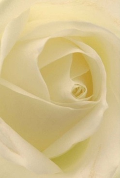 An intimate glimpse into floristry in Luton, this portrait captures the soul of a single rose: ivory, with swirling petals gently folding inward and lit by the softest, most forgiving light-like the first afternoon rays streaming through New Bedford Road's quiet windows. Each layer is velvety, almost sheer, encouraging the mind to trace its organic curves and marvel at the harmony within the bloom. Subtle gradations of cream and faint lemon ripple through its form, suggesting both purity and understated joy. The overall effect conjures memories of quiet celebrations-anniversary bouquets or tokens of affection exchanged in Bury Park, where flowers speak volumes without a word. The entire composition radiates timeless grace, embodying the nuanced artistry found at Flower Delivery Luton. One can nearly sense a sweet, ephemeral hint of scent hanging in the air, bringing comfort and a sense of belonging to anyone lucky enough to receive such a bouquet in this caring town. Every detail of the rose-from its perfect spiral to the gentle shading-offers a glimpse of skilled craftsmanship and Luton's enduring appreciation for thoughtful floral gestures.