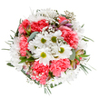This bouquet, artfully arranged by a Luton florist, is a poetic embodiment of spring's gentle brightness. At its heart, radiant daisies with crisp white petals and lively green centres are surrounded by a ring of coral-pink carnations, their ruffled forms lending depth and vivacious spirit. Sprinkles of delicate baby's breath add a whimsical, airy lightness, much like the first warm breezes over Stockwood Park Gardens. Hints of unopened alstroemeria, tinged softly with pink and violet, promise unfolding beauty, while eucalyptus and assorted greenery frame each blossom in serene tones. The bouquet's rounded symmetry and varied textures evoke feelings of abundance, optimism, and appreciation, ideal for celebrating milestones, offering comfort, or simply brightening a loved one's day in Luton. Every bloom tells a quiet story of skilled hands and community pride, delivered fresh to doorsteps across the area.